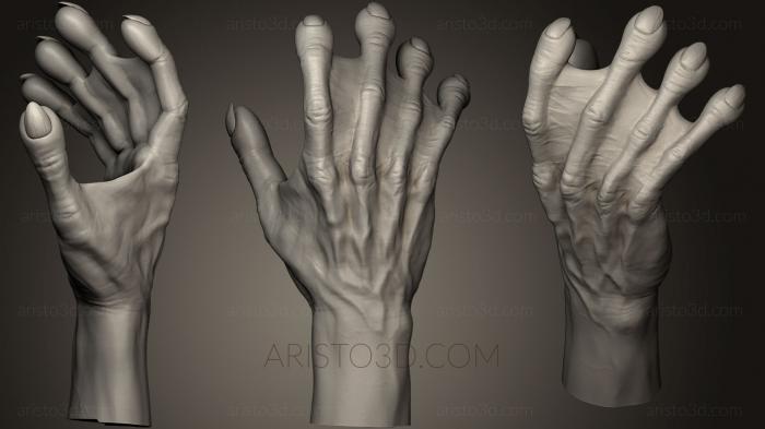 Anatomy of skeletons and skulls (ANTM_0147) 3D model for CNC machine